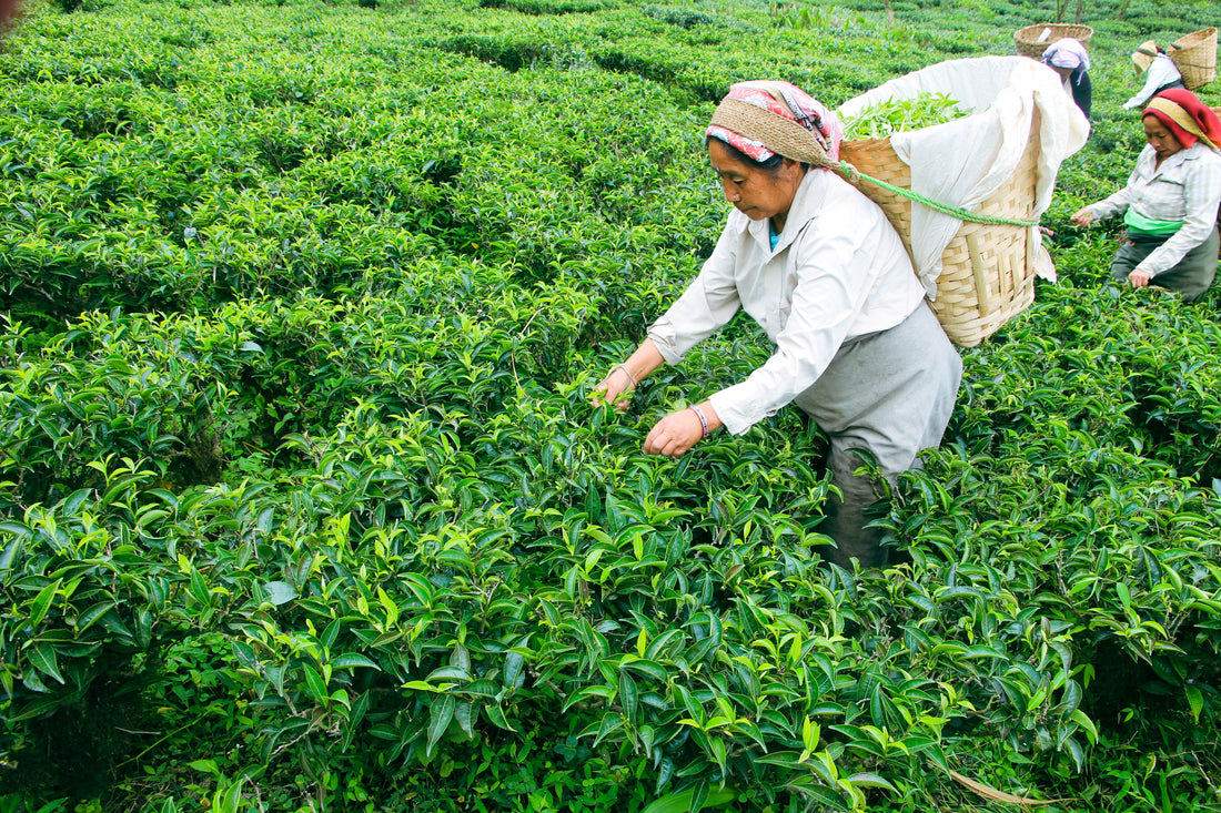 Woman Plucking Tea