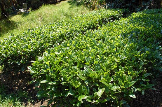 Tea bush in hawaii