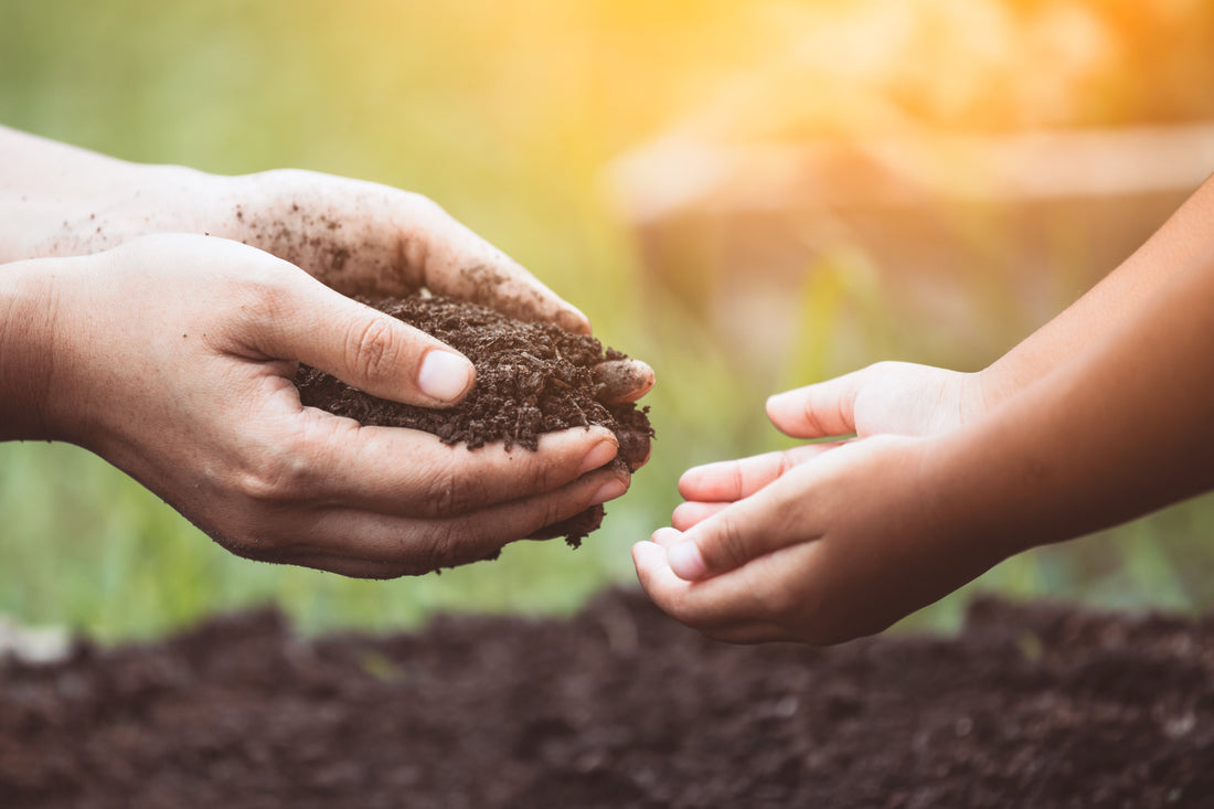 Adult and Child's hands holding soil