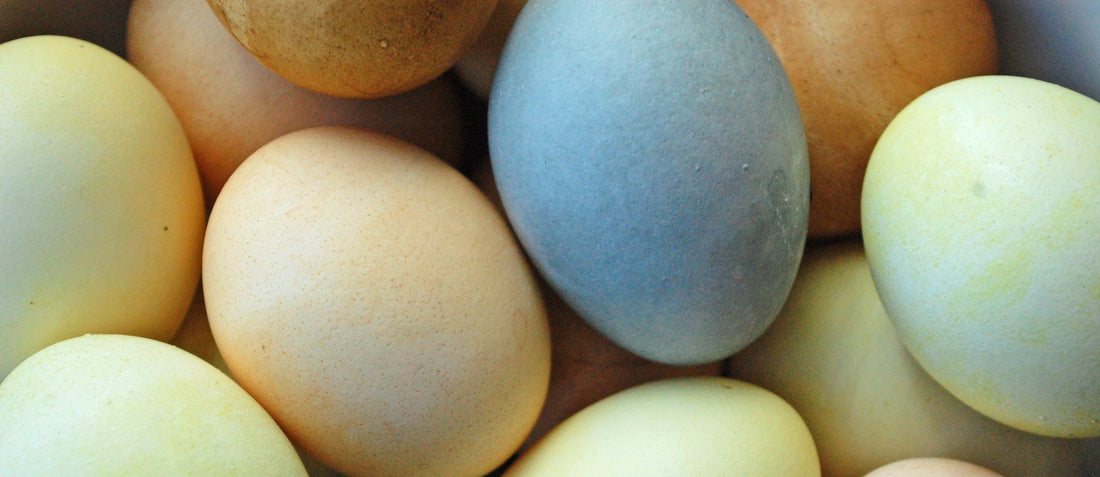 Naturally dyed eggs in various colors