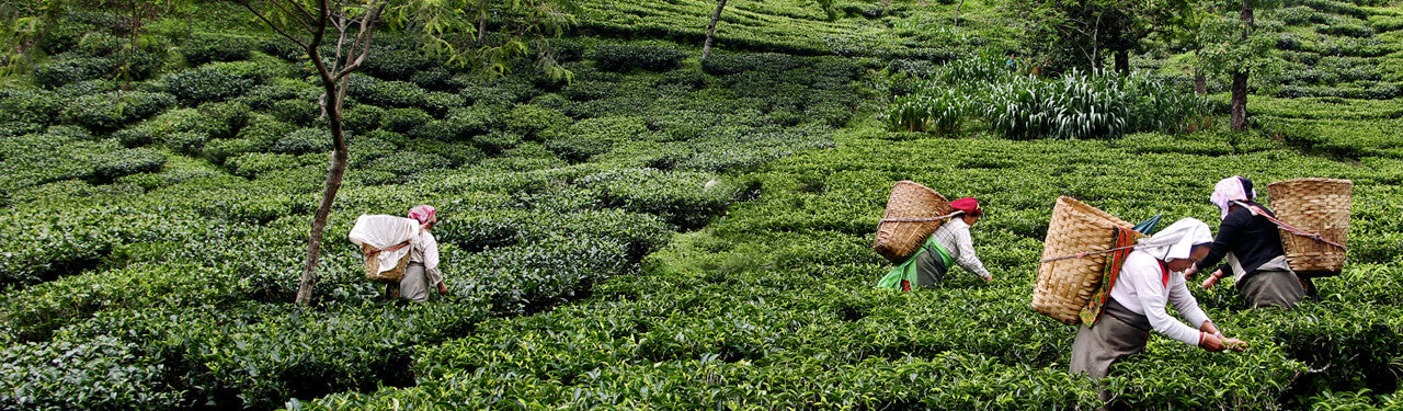 Organic Fair Trade Tea