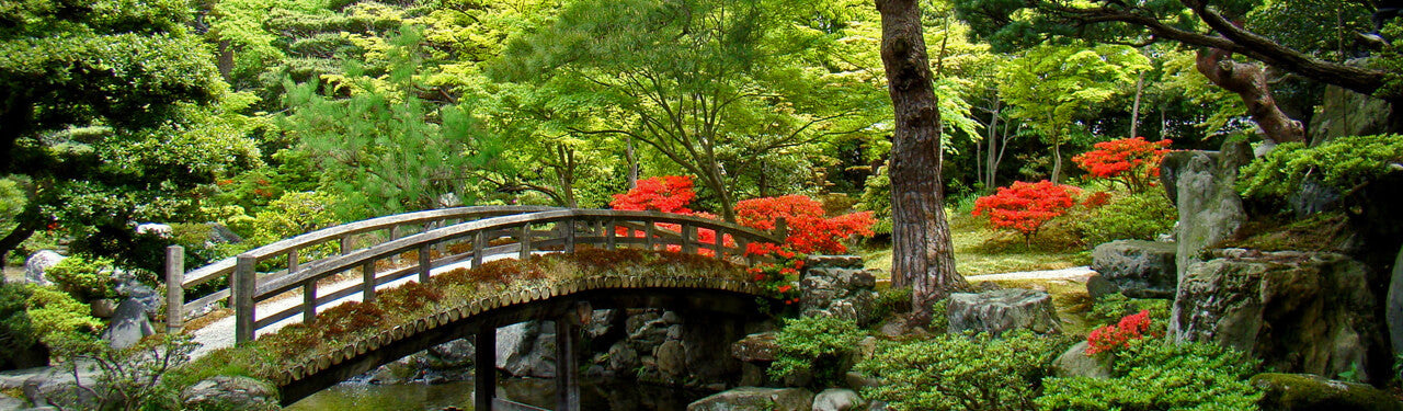Organic Japanese Tea