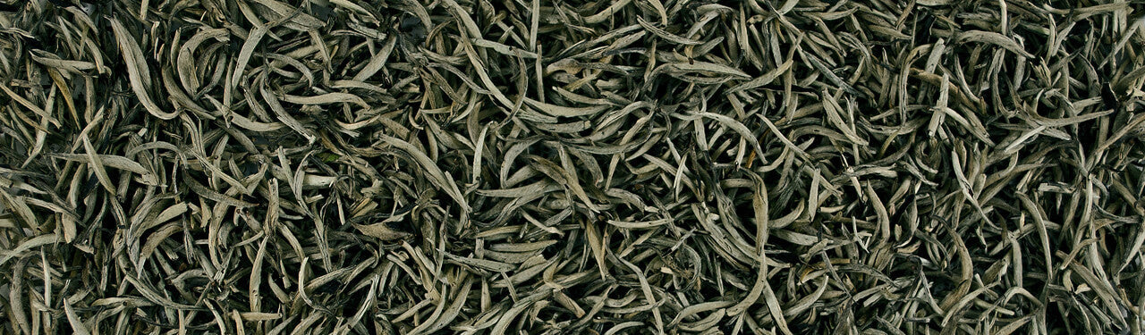 Organic White Tea