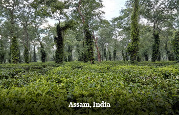 assam-india-1