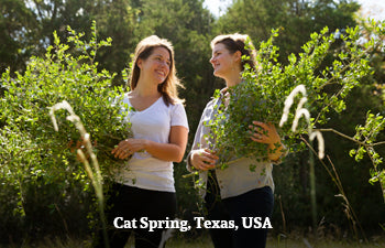 CatSpring Yaupon co-founders standing outdoors holding harvested Yaupon, with text 'Cat Spring, Texas, USA' at the bottom.