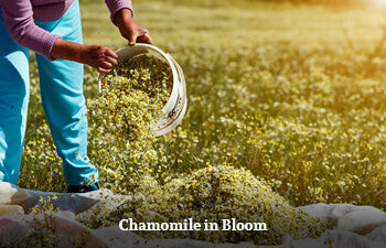 Person holding a basket in a chamomile field with 'Chamomile in Bloom' text.