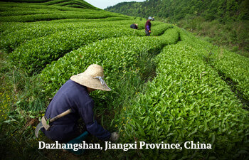 People working in a tea field at Dazhangshan, Jiangxi Province, China