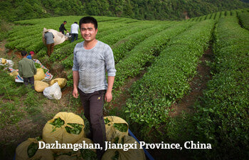 Man standing in a tea garden with harvested tea leaves in Dazhangshan, Jiangxi Province, China.