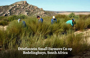 Workers harvesting rooibos with text 'Driefontein Small Farmers Co-op Redelinghuys, South Africa'.