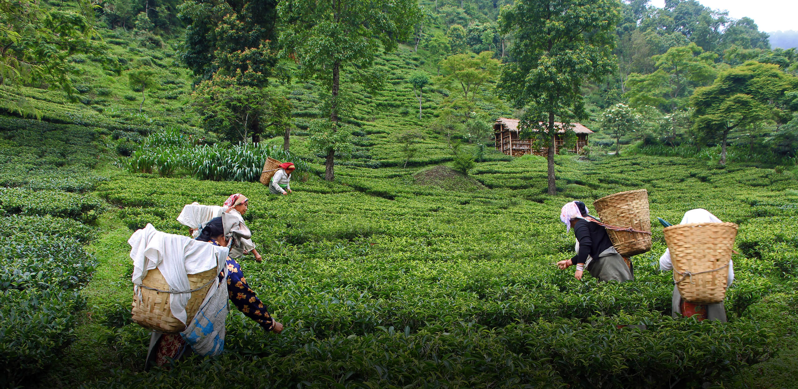 Fair Trade Tea