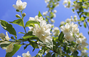 White jasmine flowers on a branch against a blue sky