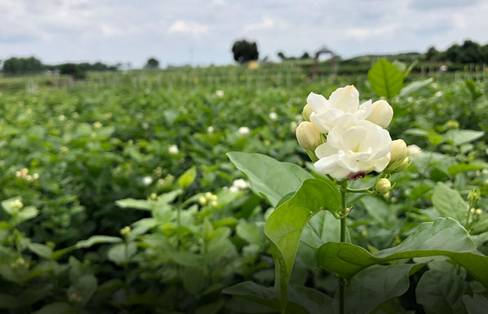 jasmine flower