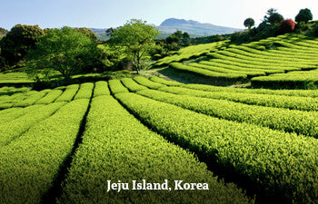 Tea plantation with rows of green tea bushes on Jeju Island, Korea