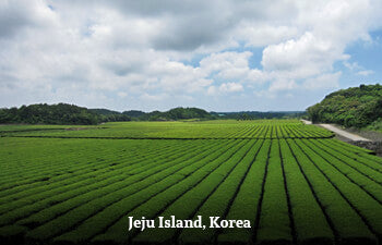 Rows of green tea bushes with blue sky and clouds in Jeju Isalnd, South Korea