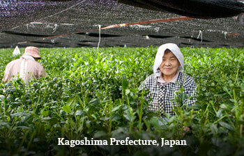 Two people in a shaded tea garden in Kagoshima Prefecture, Japan