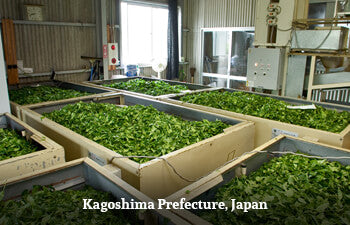 Tea leaves in withering troughs inside a tea factory in Kagoshima Prefecture, Japan
