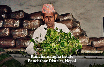 Factory worker wearing traditional Nepali hat placing fresh tea leaves on a withering table at the Kanchenjunga Estate, Panchthar District, Nepal.