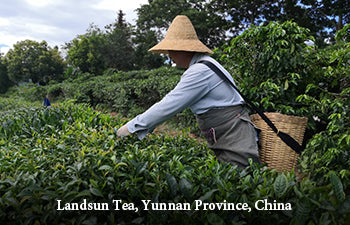 Person picking tea leaves in a tea field at Landsun Tea, Yunnan Province