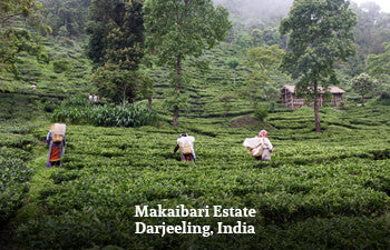 Tea plantation with workers at the Makaibari Estate in Darjeeling, India