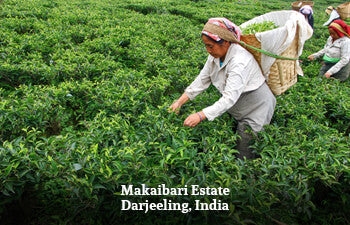 People working in a tea field with text 'Makaibari Estate Darjeeling, India' at the bottom.