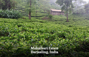 Tea plantation with a small building in the misty landscape, Makaibari Estate, Darjeeling, India