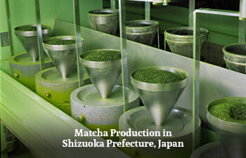 Matcha production process in Shizuoka Prefecture, Japan