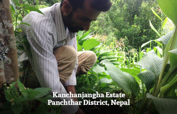 Man digging up ginger roots in a lush green garden at the Kanchanjangha Tea Estate, Panchthar District, Nepal