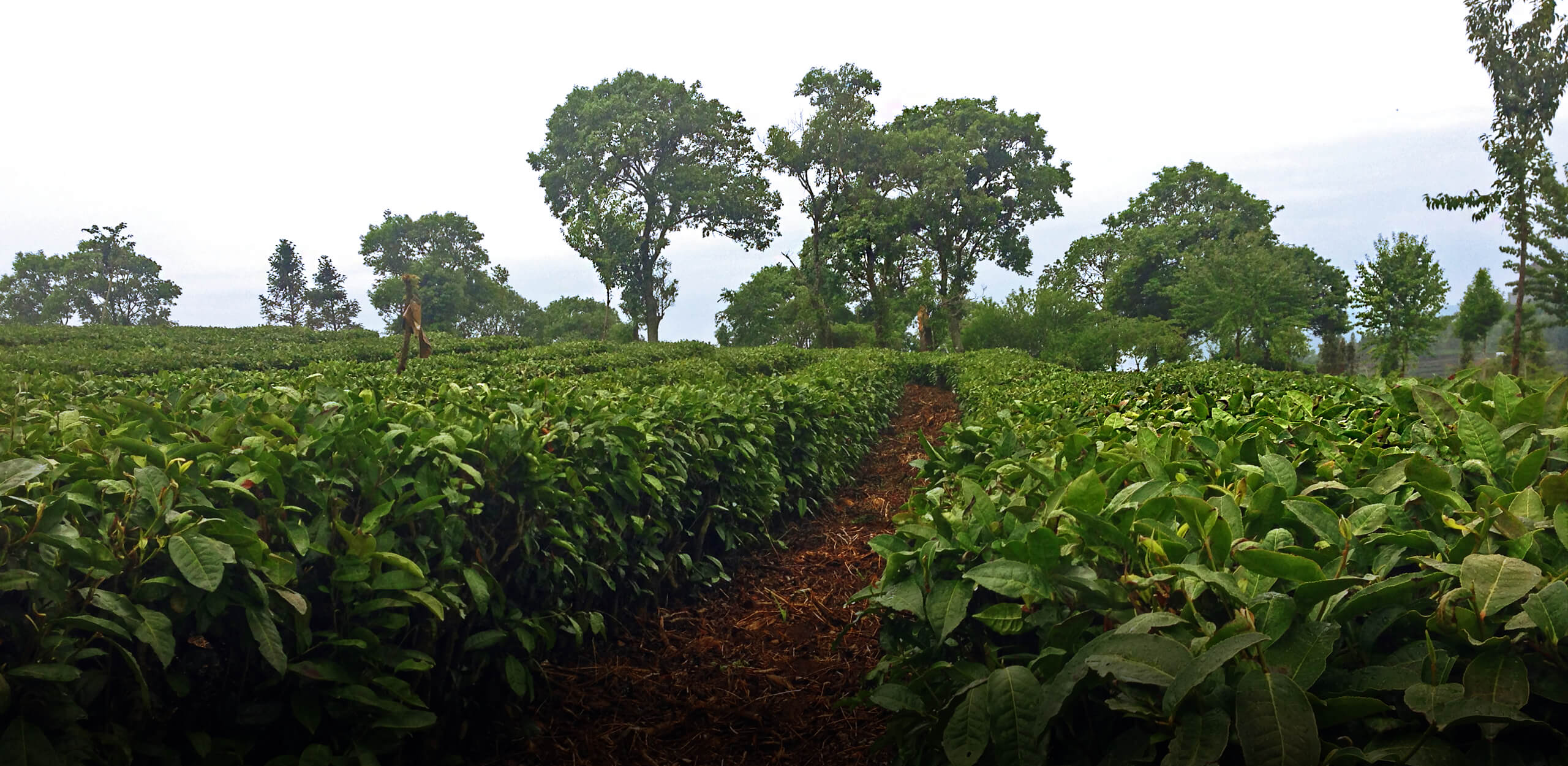 Organic Tea