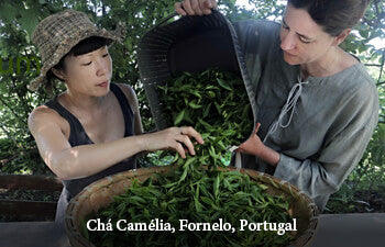 Two people pouring freshly plucked tea leaves onto a woven mat at Cha Camelia, Fornelo, Portugal