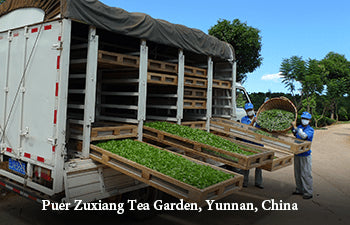 Person loading tea leaves onto a truck at Puer Zuxiang Tea Garden in Yunnan, China