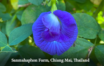 Blue pea flower with green leaves in the background, Sanmahaphon Farm, Chiang Mai, Thailand