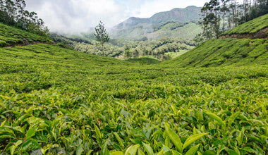 SUSTAINABILITY ISSUES & TEA