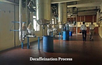 Decaffeination process with people and equipment.