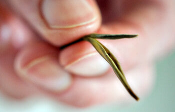Hand holding a fresh tea leaf close up