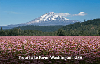 Pink echinacea flower field with Mount Adams in the background at Trout Lake Farm, Washington, USA