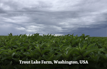 Field of green plants under a cloudy sky with text 'Trout Lake Farm, Washington, USA'.