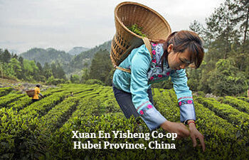 Person plucking tea in a tea field at Xuan En Yisheng Co-op Hubei Province, China