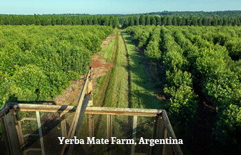 yerba-mate-farm-argentina