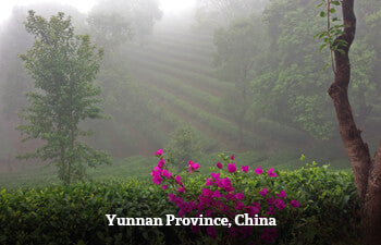 Misty landscape with pink flowers and ta bushes in Yunnan Province, China
