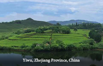Tea garden in Yiwu, zhejiang province, China