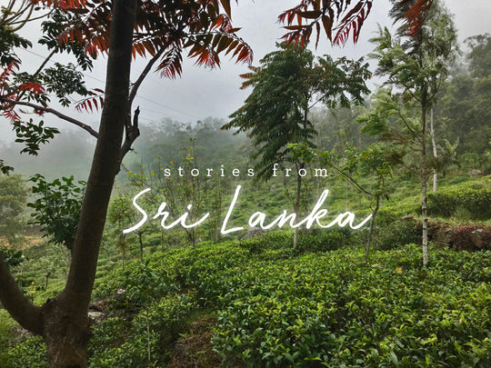 Tea Garden with the words "Stories from Sri Lanka"