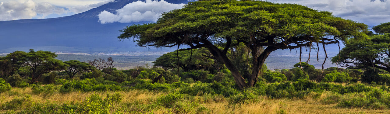 Organic African Tea