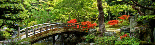 Organic Japanese Tea