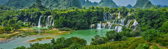 Organic Vietnamese Tea