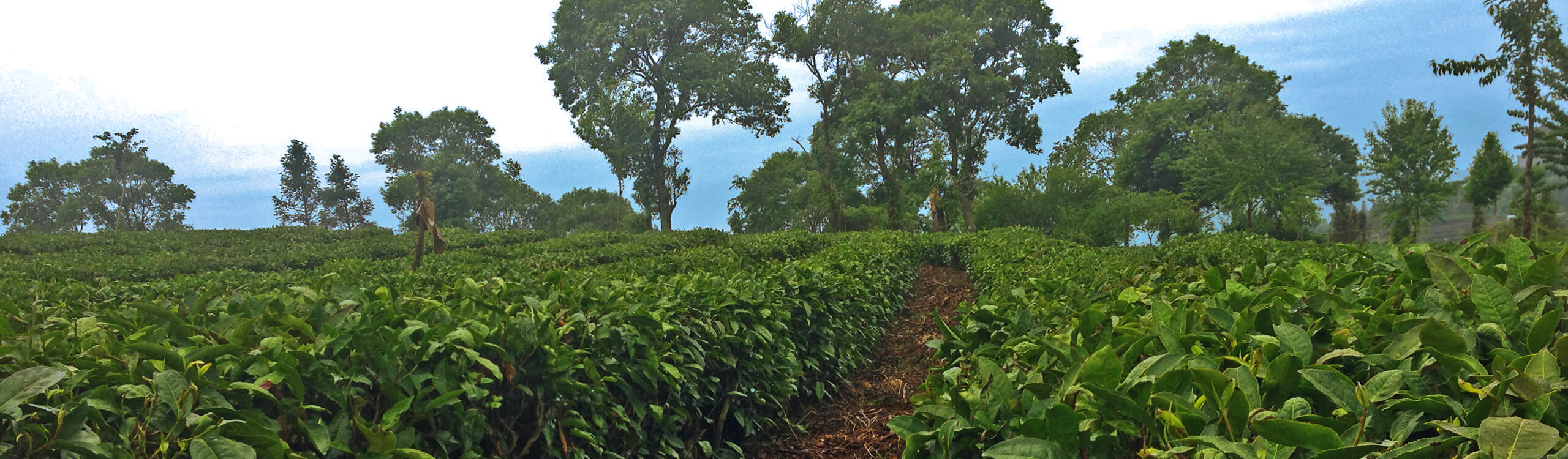 Tea garden with path heading to trees in the background
