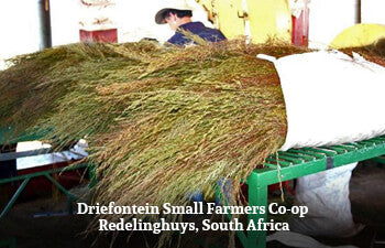 Harvested rooibos branches on a table with text 'Driefontein Small Farmers Co-op Redelinghuys, South Africa' 