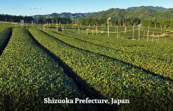 haruno-shizuoka-prefecture-japan