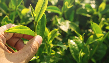 TEA AND HEALTH