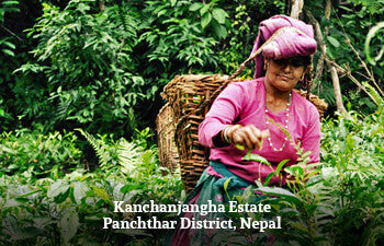 Woman plucking tea in a tea garden at the kanchanjangha estate, panchthar district, nepal