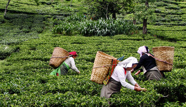 ORGANIC FAIR TRADE TEA